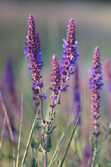 Obraz premium Lavender at sunset, field of purple flowers