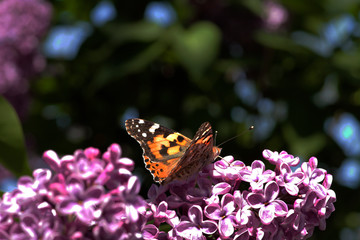 Spring, lilacs and colorful butterflies in my garden / Ankara / Turkey
