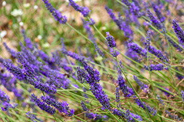 Natural floral background with close-up of Lavender flower field, vivid purple aromatic wildflowers in nature