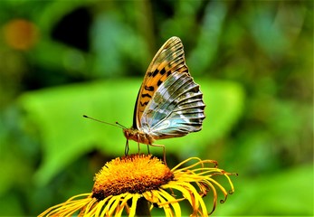 The Queen of Spain fritillary butterfly (Issoria lathonia)