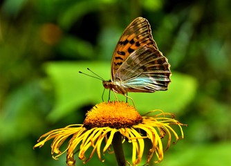 The Queen of Spain fritillary butterfly (Issoria lathonia)