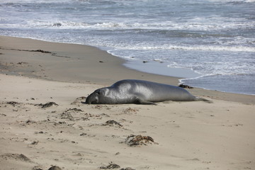 Fototapeta premium Elephant seal