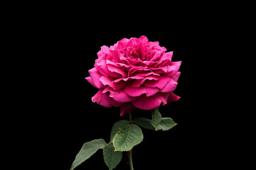 Beautiful big pink rose isolated on black background. Delicate rose macro.