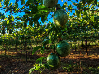 Passion fruit field, in Petrolina, Brazil, with selective focus