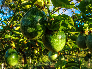 Passion fruit field, in Petrolina, Brazil, with selective focus