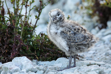 Chick of Red-billed gull standing on rocks, Kaikoura peninsula, South Island, New Zealand