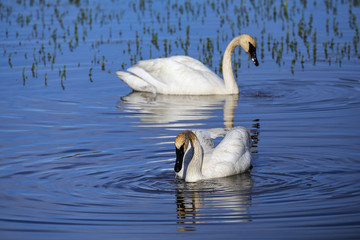 Trumpeter swans in Yellowstone National Park, Wyoming