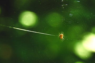 the spider is hanging on the web to glow reflecting the sun's rays.