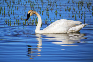 Trumpeter swan in Yellowstone National Park, Wyoming