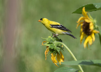 American Goldfinch (Spinus tristis)  on sunflower