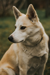 portrait of a dog