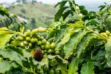coffee plant 