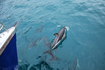 Dusky dolphins swimming near the boat off the coast of Kaikoura, New Zealand