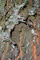 Bark of a tree
