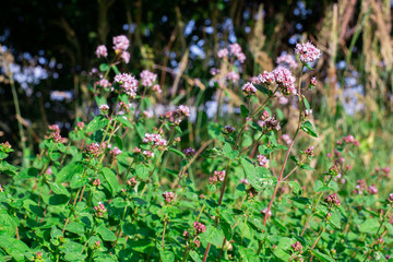 Flowers in garden