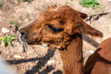 Lama/Alpaca.  funny alpaca. llama behind the fence. brown llama