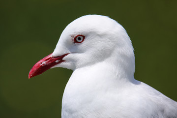 Portrait of Red-billed gull