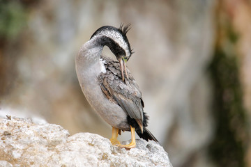 Spotted shag (Phalacrocorax punctatus) grooming