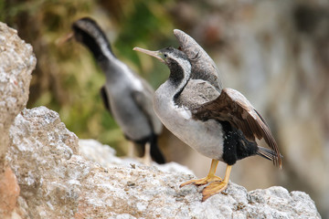 Spotted shag (Phalacrocorax punctatus) spreading wings, Taiaroa Head, Otago Peninsula, New Zealand