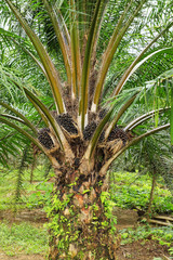 Close view of oil palm tree top with fruit