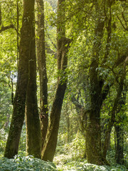 Trees in the forest with wood landscape on the sun shining through in the natural in the colorful summer
