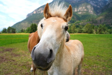 palomino horse. Avelignese. The Haflinger, a breed of horse deve
