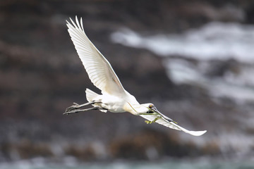Royal spoonbill in flight, Taiaroa Head, Otago Peninsula, New Zealand.