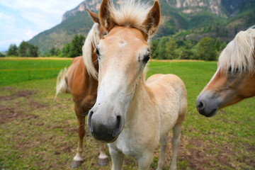 Fototapeta na wymiar palomino horse. Avelignese. The Haflinger, a breed of horse deve