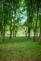 Green summer forest. Alley in the park. Blur and bokeh
