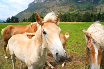 Naklejka na ściany i meble palomino horse. Avelignese. The Haflinger, a breed of horse deve