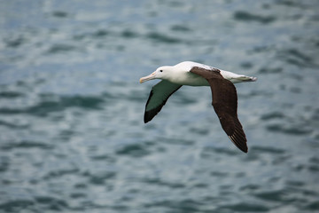 Northern royal albatross in flight, Taiaroa Head, Otago Peninsula, New Zealand