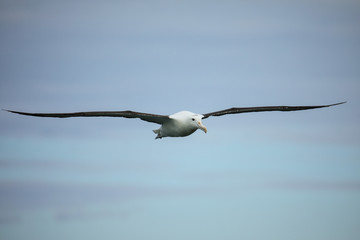 Northern royal albatross in flight, Taiaroa Head, Otago Peninsula, New Zealand