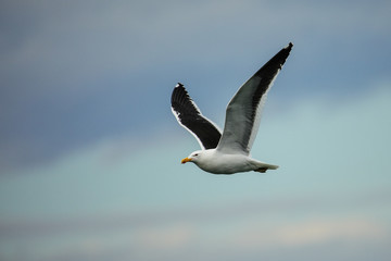Kelp gull flying at Taiaroa Head, Otago Peninsula, New Zealand.