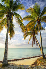 Fototapeta na wymiar Palm trees on the coast of Ouvea lagoon on Ouvea Island, Loyalty Islands, New Caledonia