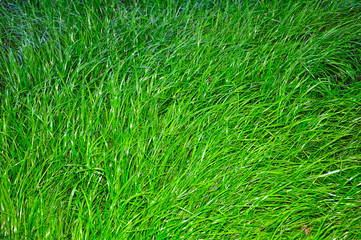juicy green grass close-up, in the background lawn mower and trimmed lawn.