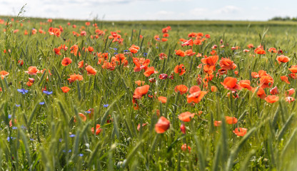 Flower poppy and corn flowers on a field.Flowering  background . Nature.
