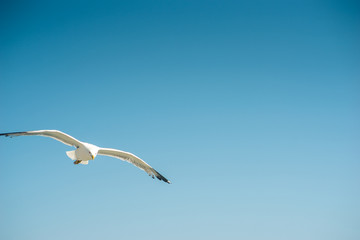 Fototapeta premium Single seagull flying, blue sky in background