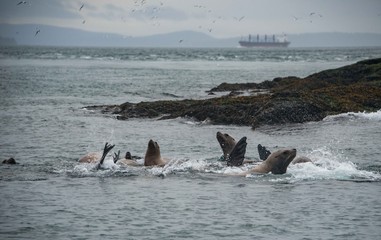Fototapeta premium Spying sea lions