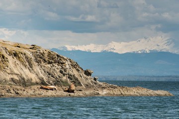 Fototapeta na wymiar Steller sea lions on rock