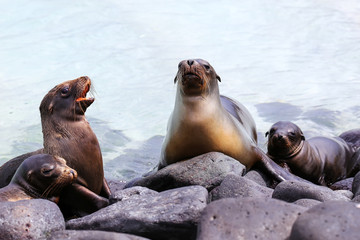 Galapagos sea lions lying on rocks at Suarez Point, Espanola Island, Galapagos National park, Ecuador
