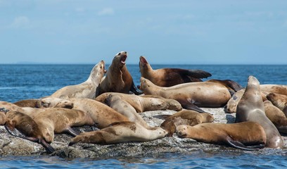 sea lions on beach