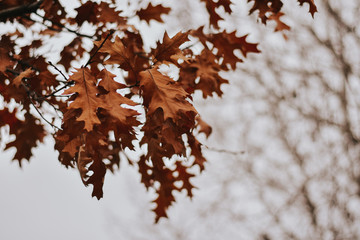 Autumn leaves 