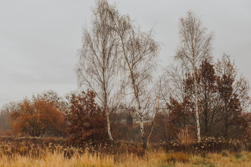 Fototapeta premium Trees in autumn