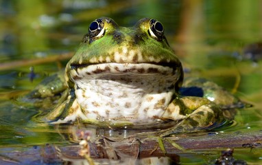 A green frog in the water