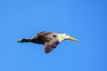 Waved albatross in flight on Espanola Island, Galapagos National park, Ecuador