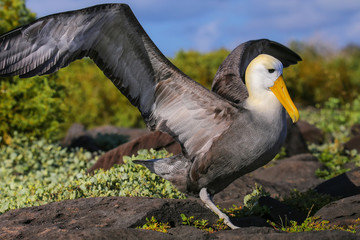 Naklejka na ściany i meble Waved albatross spreading its wings, Espanola Island, Galapagos National park, Ecuador