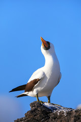 Nazca booby on Espanola Island, Galapagos National park, Ecuador.