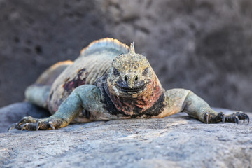 Marine iguana on Espanola Island, Galapagos National park, Ecuador