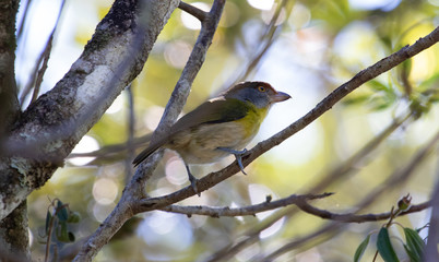 Colorful bird on a branch