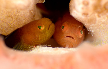 Amazing underwater world - Warthead Coralgoby - Paragobiodon modestus.  Panda goby. Diving, macro photography. Tulamben, Bali, Indonesia.